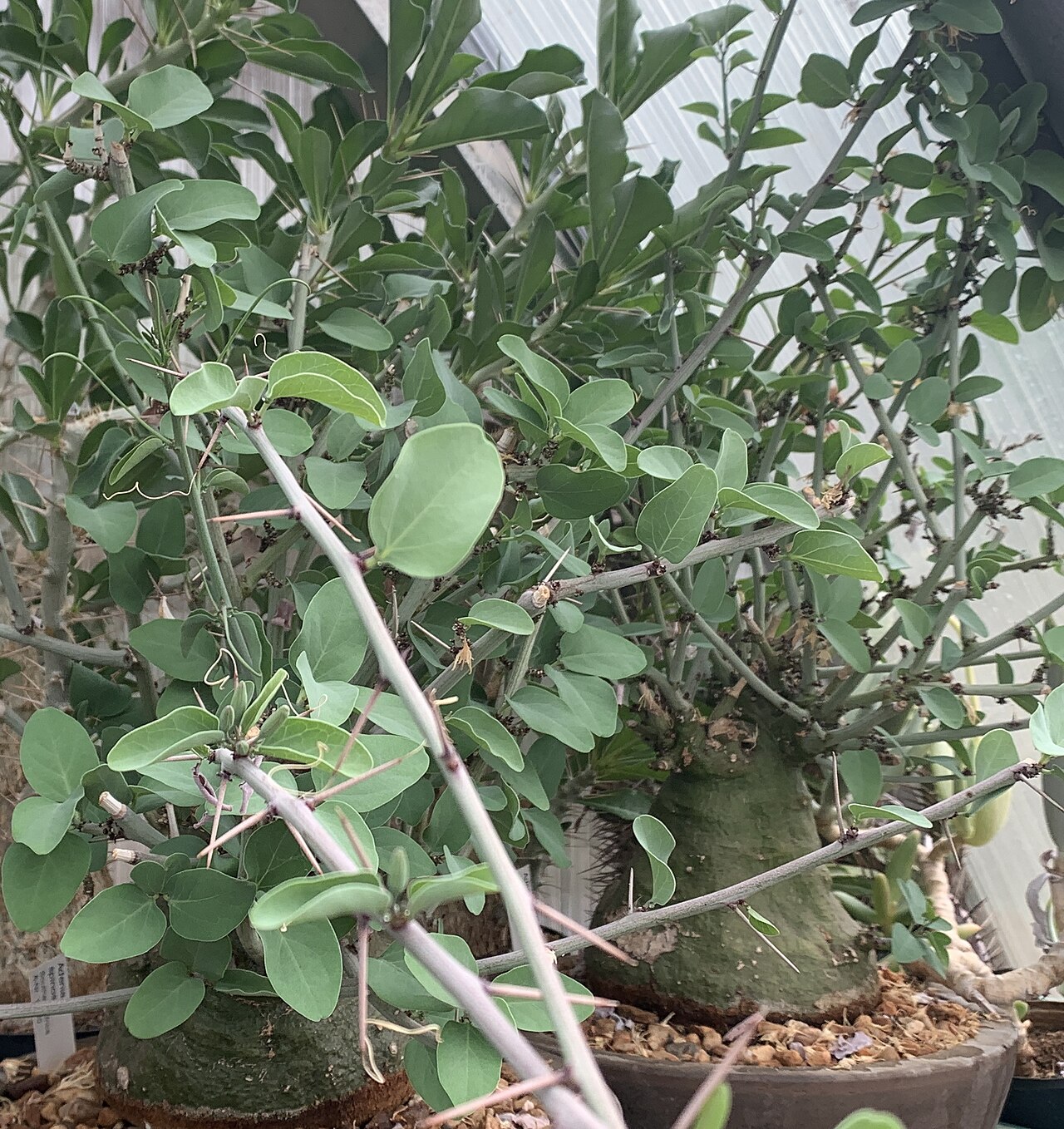 Spiny greenstem: Adenia spinosa , in Kultur