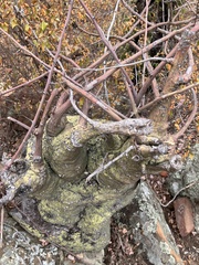Spiny greenstem (Adenia spinosa)