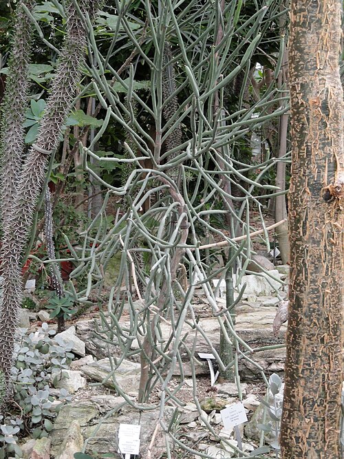 Adenia subsessilifolia: Botanical specimen in the Palmengarten, Frankfurt am Main, Germany.