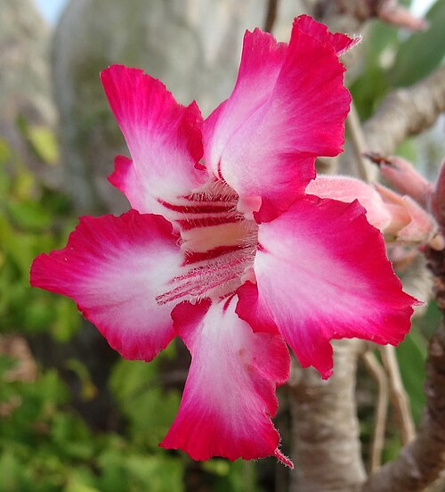 Adenium multiflorum: A close-up of the flower of a cultivated plant. Chocas-Mar, Mozambique.