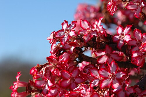 Adenium multiflorum: Impala lily . Photo taken in the Krüger National Park, South Africa