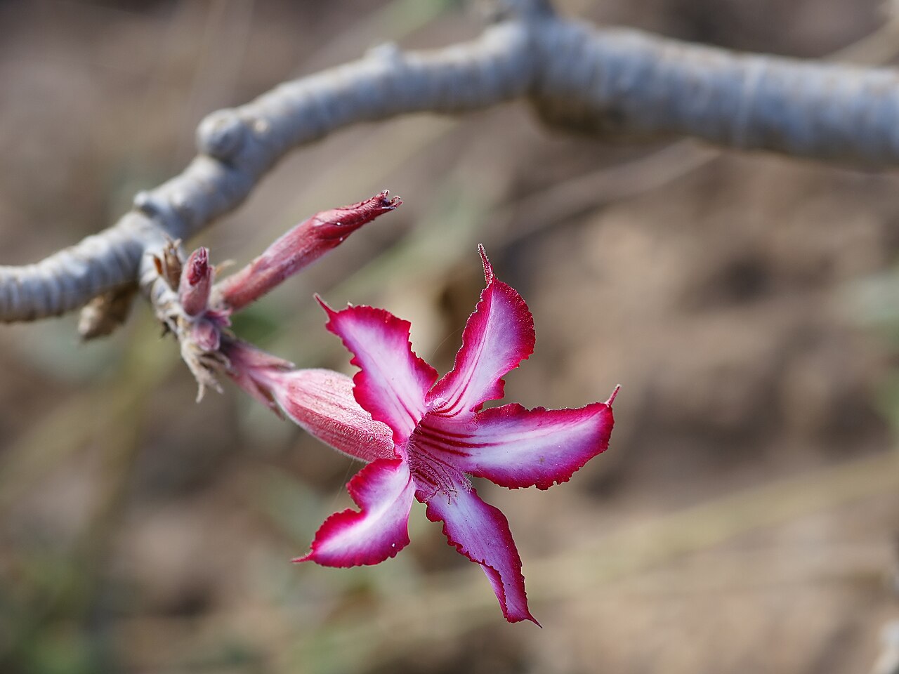 Adenium multiflorum: An Impala lily at Mundawanga in Chilanga Zambia.
