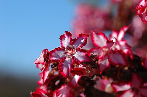 Adenium multiflorum: Impala lily . Photo taken in the Krüger National Park, South Africa