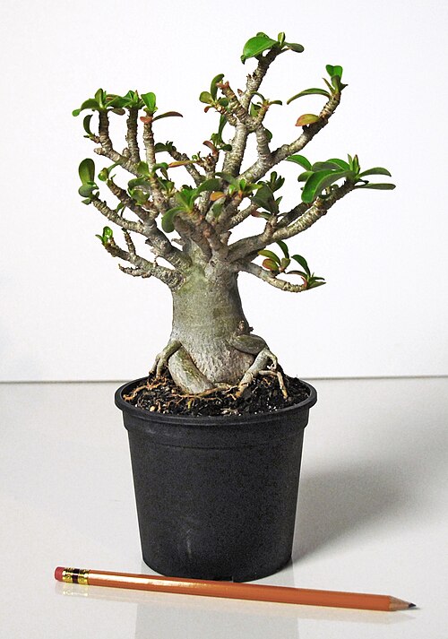 Adenium multiflorum: Name of plant: Adenium multiflorum Mombossa. This specimen was grown from seed and is now 9 years old.