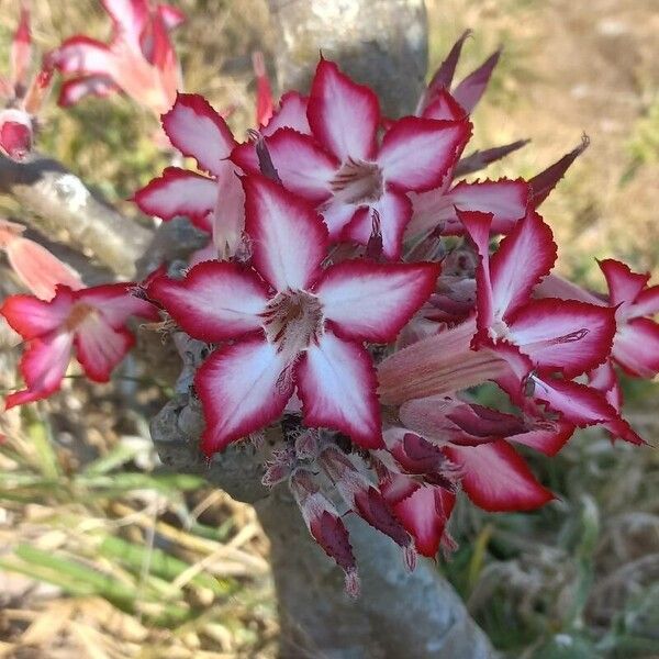 Adenium multiflorum (Adenium multiflorum)