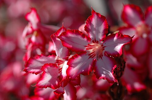 Adenium multiflorum: Impala lily . Photo taken in the Krüger National Park, South Africa