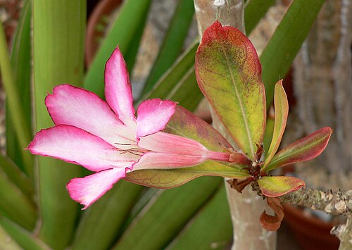 Adenium multiflorum: Photo of Adenium obesum var. multiflorum at the University of California Botanical Garden