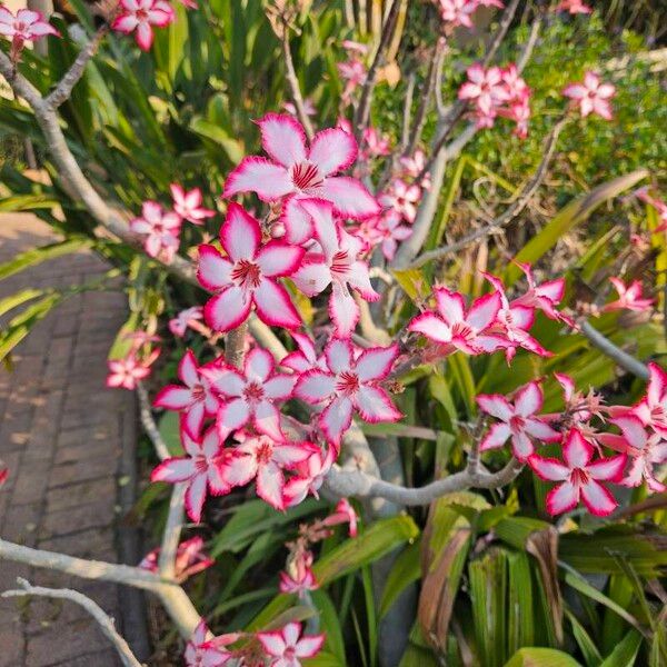 Adenium multiflorum (Adenium multiflorum)