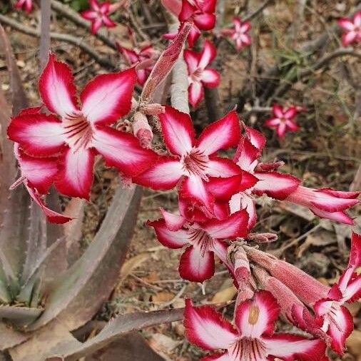Adenium multiflorum (Adenium multiflorum)