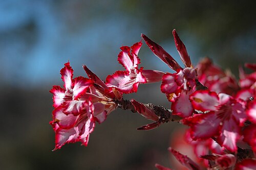 Adenium multiflorum: Impala lily . Photo taken in the Krüger National Park, South Africa