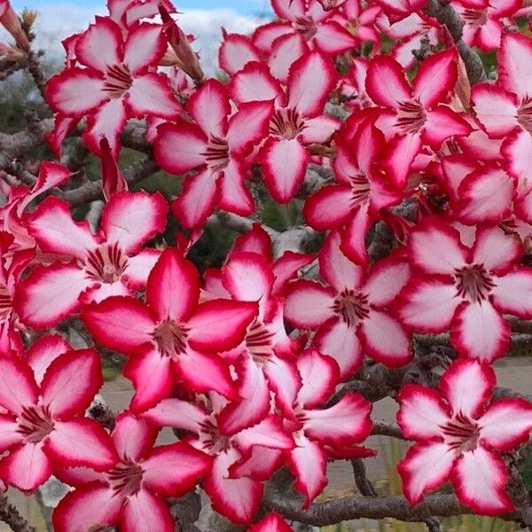 Adenium multiflorum (Adenium multiflorum)
