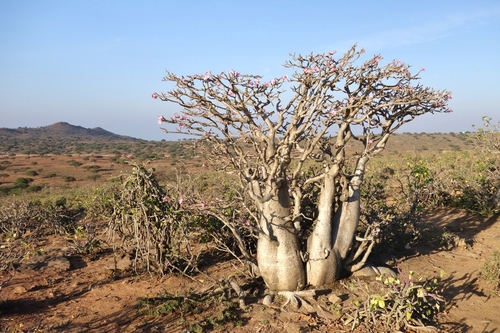 Desert rose (Adenium obesum)