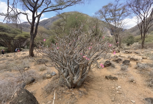 Desert rose (Adenium obesum)