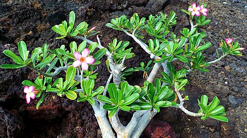 Desert rose: desert rose