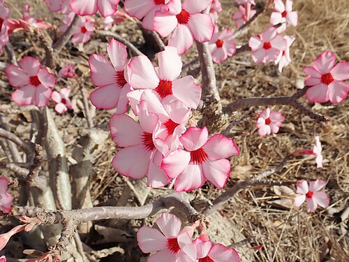 Desert rose: desert rose