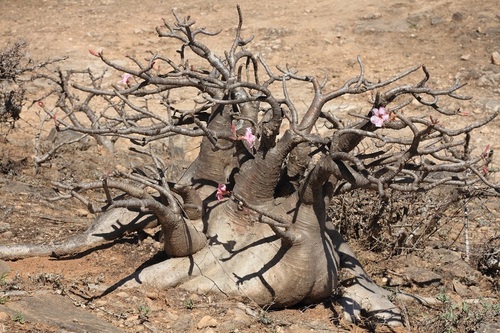 Desert rose (Adenium obesum)