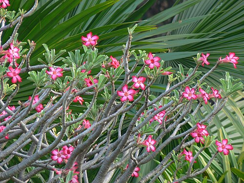 Desert rose: Adenium obesum