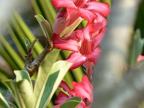 Desert rose: Adenium obesum
