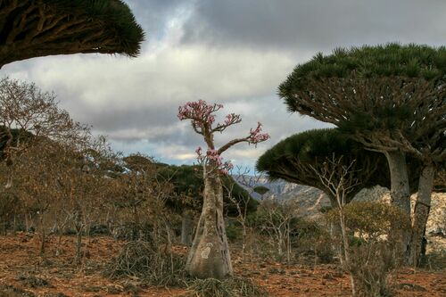 Desert rose (Adenium obesum)