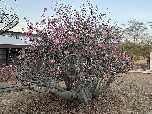 Desert rose: Desert rose in the dry season in Mole National Park, Ghana