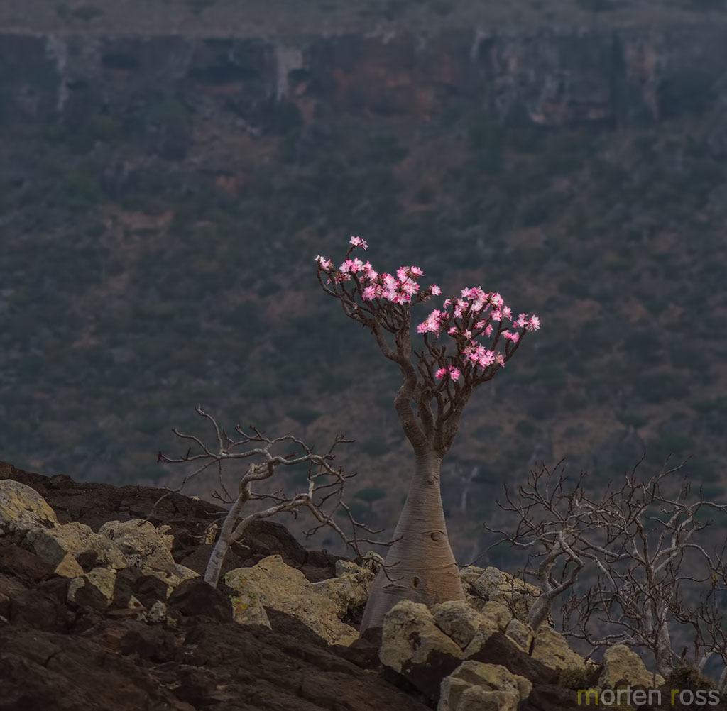 Desert rose (Adenium obesum)