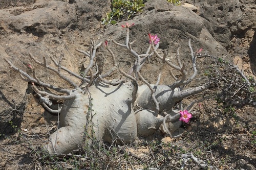 Desert rose (Adenium obesum)