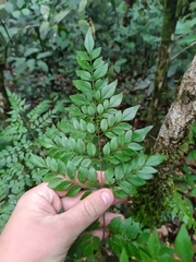 Adenocalymma moringifolium (Adenocalymma moringifolium)