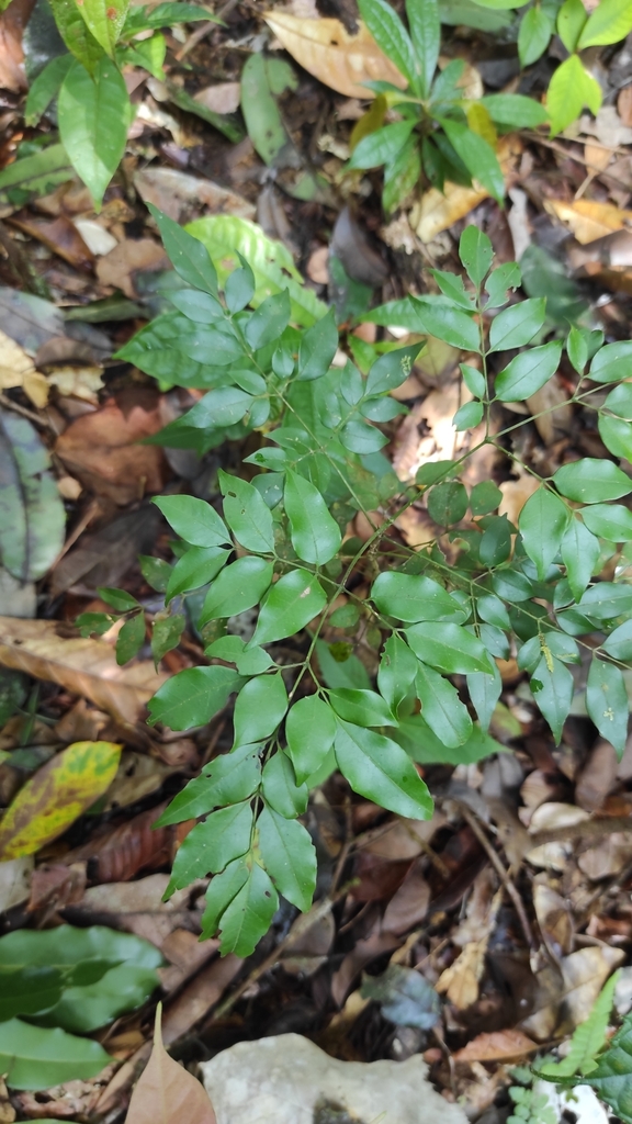 Adenocalymma moringifolium (Adenocalymma moringifolium)