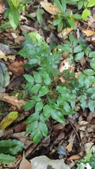Adenocalymma moringifolium (Adenocalymma moringifolium)