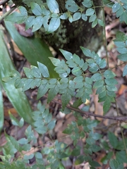 Adenocalymma moringifolium (Adenocalymma moringifolium)