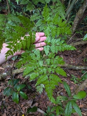 Adenocalymma moringifolium (Adenocalymma moringifolium)