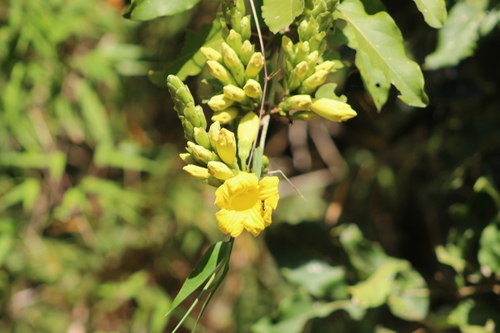 Adenocalymma paulistarum (Adenocalymma paulistarum)