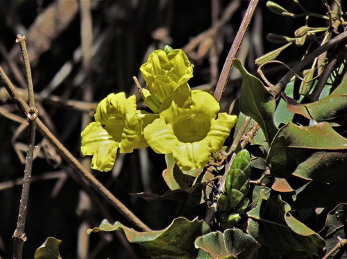 Adenocalymma paulistarum (Adenocalymma paulistarum)