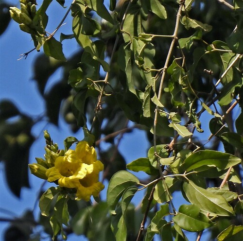 Adenocalymma paulistarum (Adenocalymma paulistarum)