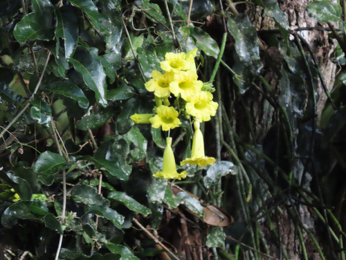 Adenocalymma paulistarum (Adenocalymma paulistarum)