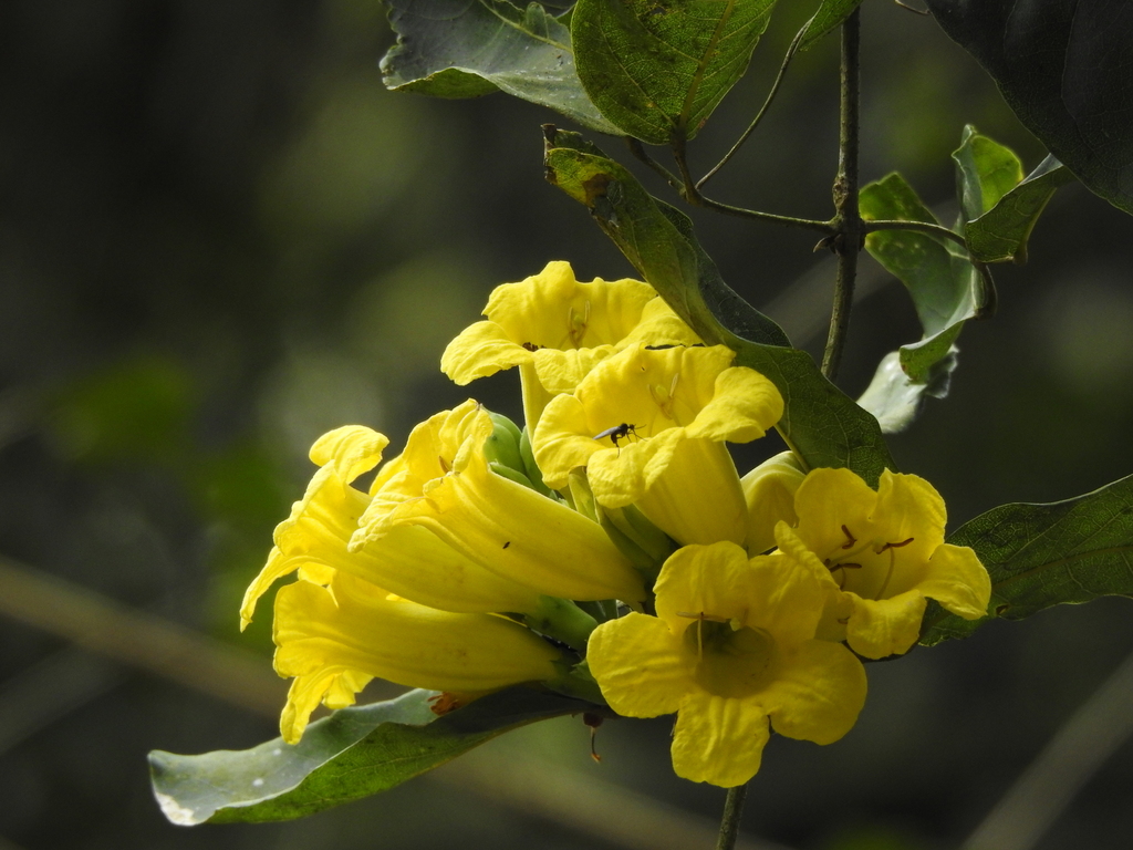 Adenocalymma paulistarum (Adenocalymma paulistarum)