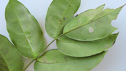 Adenocalymma validum: Adenocalymma validum (K.Schum.) L.G.Lohmann