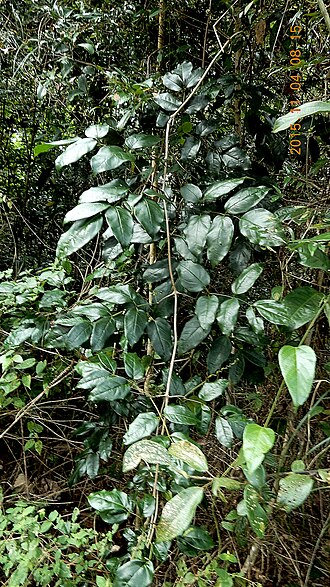 Adenocalymma validum: Adenocalymma validum (K.Schum.) L.G.Lohmann