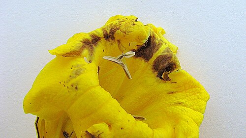 Adenocalymma validum: Adenocalymma validum (K.Schum.) L.G.Lohmann