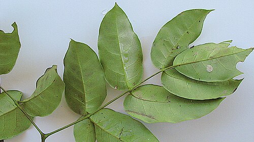 Adenocalymma validum: Adenocalymma validum (K.Schum.) L.G.Lohmann