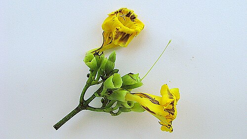 Adenocalymma validum: Adenocalymma validum (K.Schum.) L.G.Lohmann