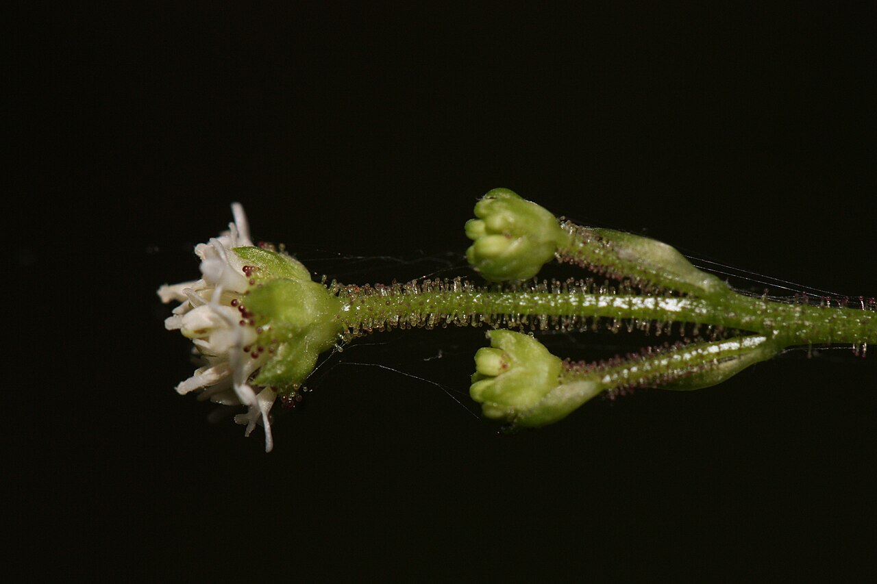 American trailplant: Pathfinder, Trailplant