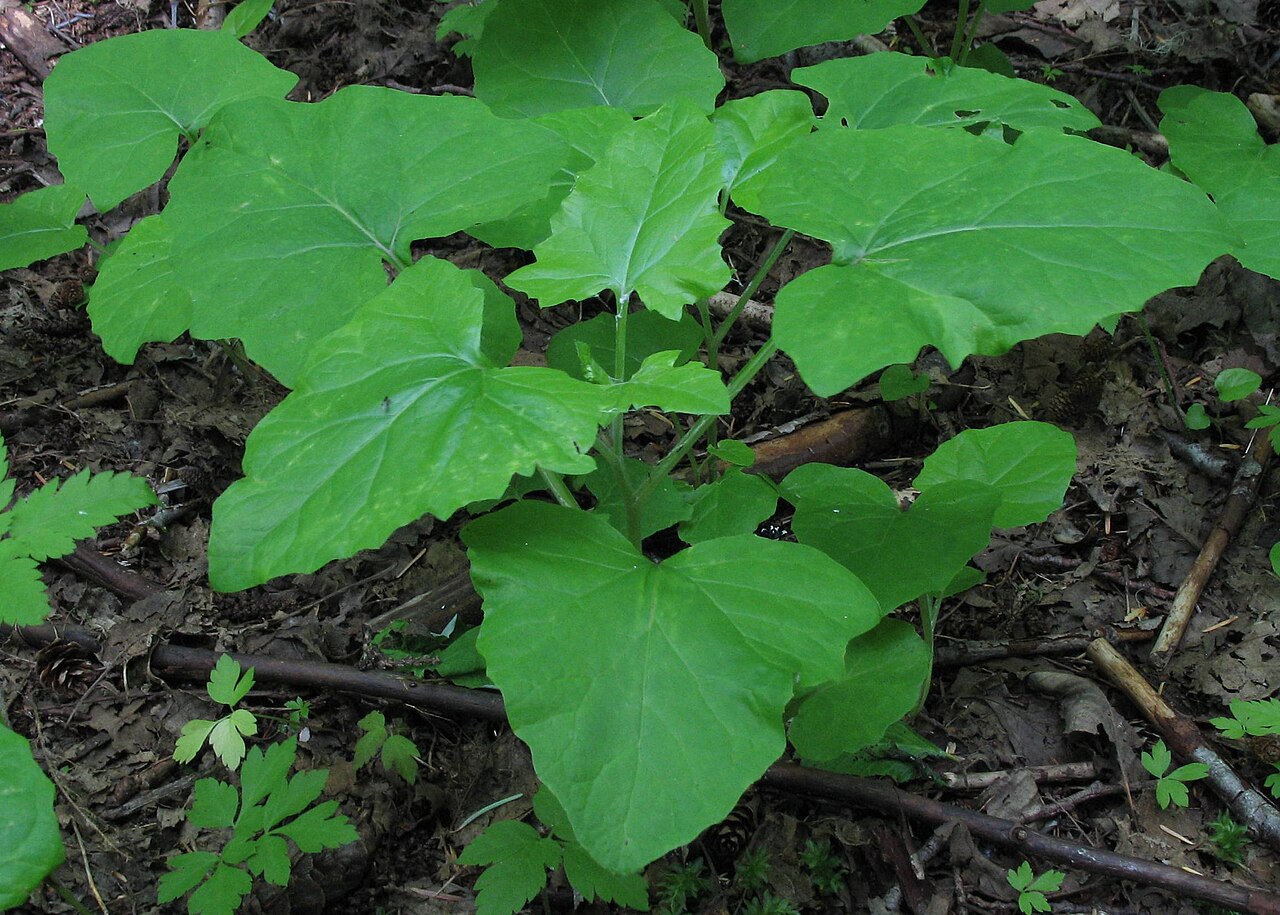 American trailplant: American trailplant ( Adenocaulon bicolor ), near Whistler, B. C., Canada