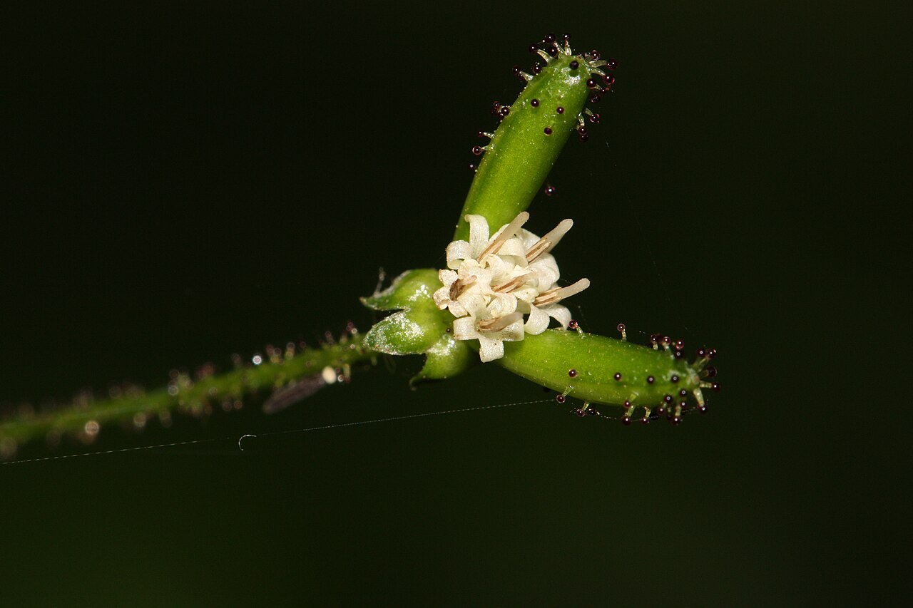 American trailplant: Pathfinder, Trailplant