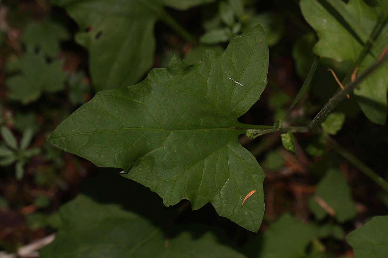 American trailplant: Pathfinder, Trailplant