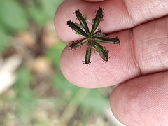 Adenocaulon chilense (Adenocaulon chilense)