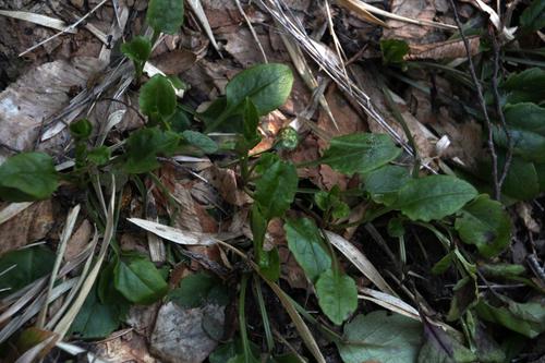 Adenocaulon chilense (Adenocaulon chilense)