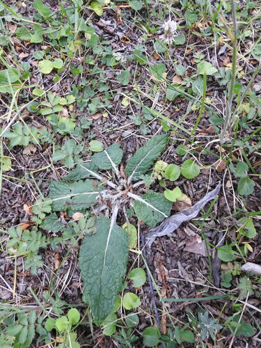 Adenocaulon chilense (Adenocaulon chilense)