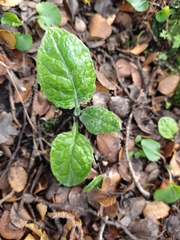 Adenocaulon chilense (Adenocaulon chilense)