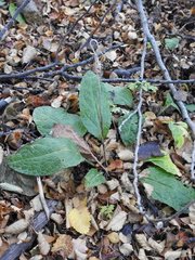 Adenocaulon chilense (Adenocaulon chilense)
